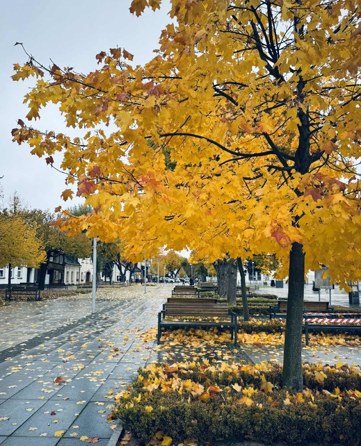 Tàn Thu