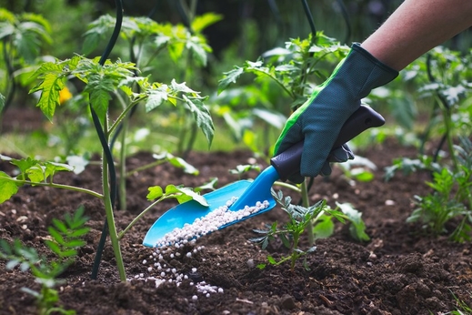 Trồng và chăm sóc cây trong vườn: Những việc cần làm trong tháng 10