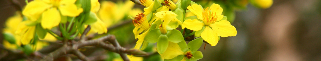 Chúc mừng năm mới 2015