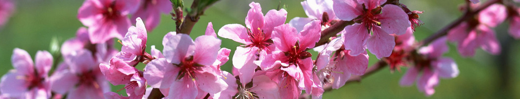 Chúc mừng năm mới 2015